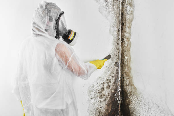 Best Mold Testing and Inspection Services in Lofall, WA