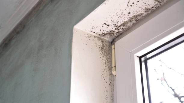 Best Localized Mold Remediation (e.g., coastal areas, humid climates) in Lofall, WA