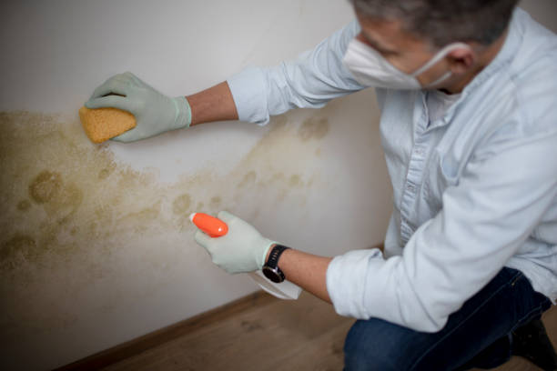 Best Basement Mold Remediation in Lofall, WA