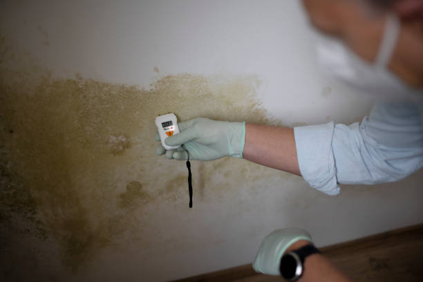 Best Attic Mold Remediation in Lofall, WA