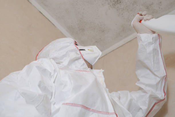 Best Post-Flood Mold Remediation in Lofall, WA