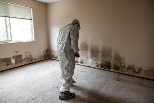 Best Residential Mold Remediation in Lofall, WA