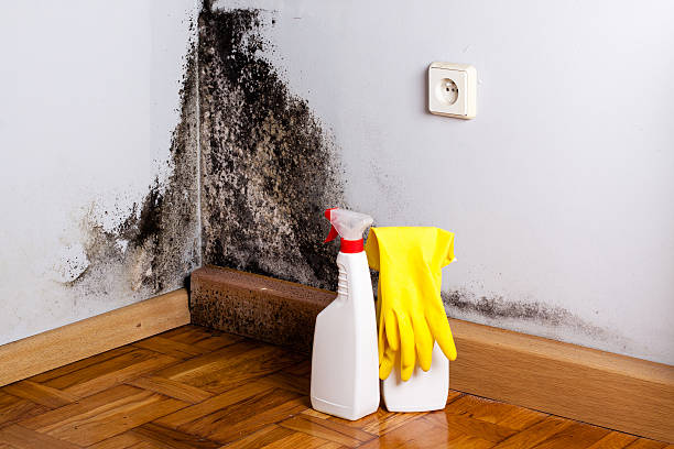 Best Industrial Mold Remediation in Lofall, WA