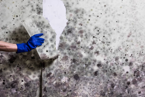 Best Crawl Space Mold Remediation in Lofall, WA